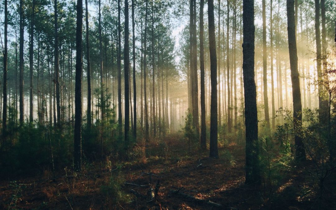 Why Wildbit’s Belief that Businesses are Imaginary Could Become the Future of Work